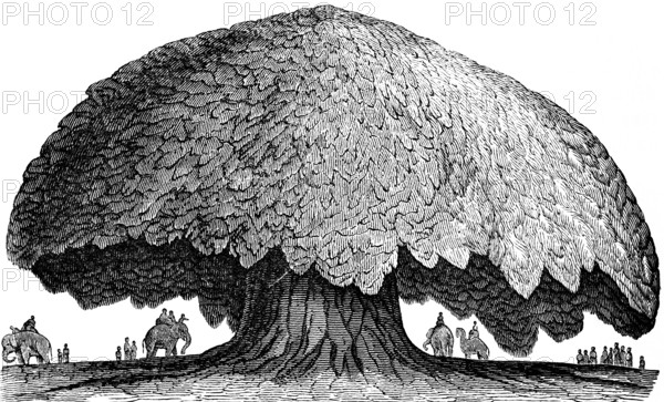 The baobab or baobab tree (Adansonia digitata) Gambia, including wooden figures, Africa, wonders of the earth, botany, biology, geography, historical illustration 1863