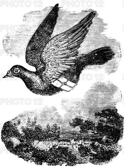 Pigeon flying with mail, dove breed domestic pigeon, orientation, homecoming skills, transport, letters, communication, breeding, hobby, village scene, wonder of the earth, biology, geography, historical illustration 1863