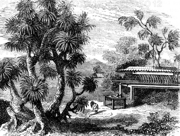 A Pandanus (Pandanus) tree, screw tree family (Pandanaceae) Occurrence on the South Sea Islands, Indian Ocean, warm regions, landscape, man, wonders of the earth, botany, biology, geography, historical illustration 1863