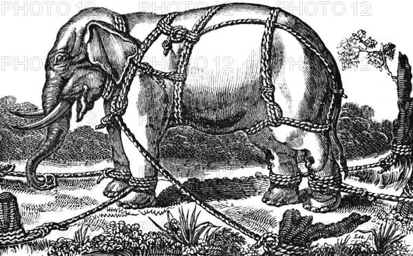 Taming a wild elephant, shackles, pegs in soil, attachment to a tree, ropes to hold, stand, side view, outdoors, wonders of the earth, biology, geography, historical illustration 1863