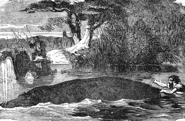Hippopotamus (Hippopotamus amphibius) river, swim, hunt, knife, stab, from behind, kill, angler, bank, reeds, trees, nature, wonders of the earth, biology, geography, historical illustration 1863