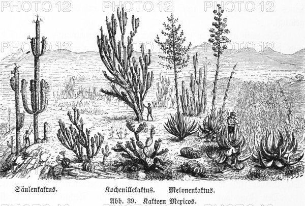 Various cactus species in the wild in the mountains of Mexico, columnar cactus (Cereus peruvianus) Cochineal cactus (Opuntia cochenillifera) Melon cactus (Melocactus maxonii) Succulent plants, people, wonders of the earth, biology, geography, historical illustration 1863