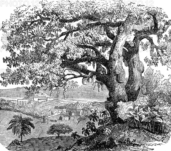 Breadfruit tree (Artocarpus altilis), also (Artocarpus incisus) Occurrence in tropical climates, botany, mountain landscape, buildings in the background, wonders of the earth, biology, geography, historical illustration 1863