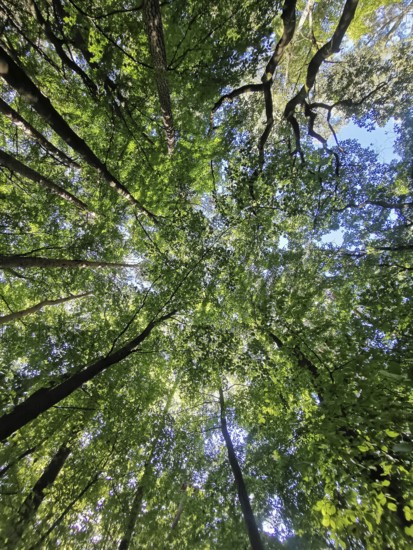 Looking up into the thick forest with green treetops and blue sky, Frankenwald nature park Park, Germany