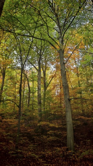 High forest area in autumn, which creates a calm and peaceful atmosphere due to the warm colors of the leaves, Hainich National Park, Germany