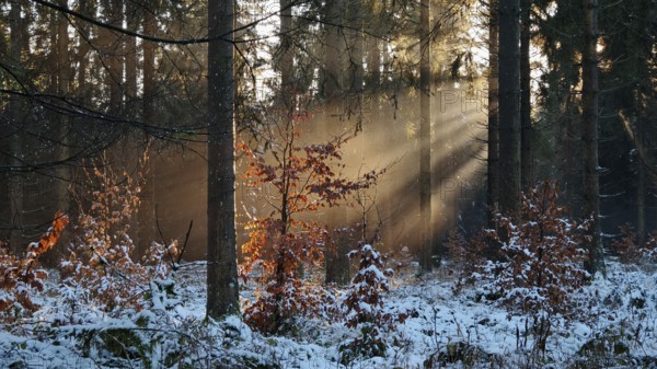 Sun rays flood a snowy autumn forest, illuminate the colorful foliage and create a peaceful atmosphere, Thuringian Forest, Germany