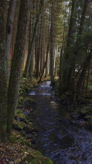 A calm river flows through a moss-covered forest surrounded by tall trees and filtered sunlight, nature park Park, Franconian Forest, Germany