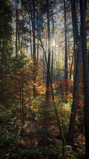 Sunbeams penetrate an autumnal forest and cast light on colorful leaves, Frankenwald nature park Park, Germany