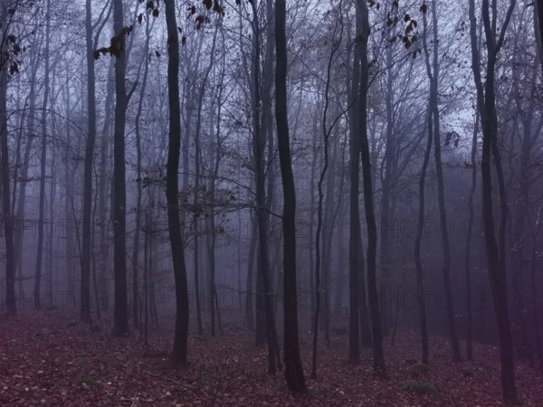 Misty forest in autumn colors, gloomy and mystical atmosphere with bare trees, Rennsteig, Frankenwald nature park Park, Germany