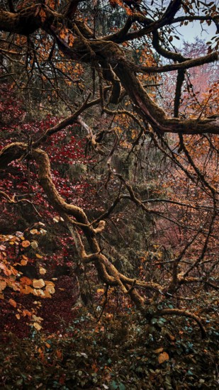 Dense branches and autumn leaves in shades of red and brown create a mysterious forest atmosphere, Thuringian Forest, Thuringia