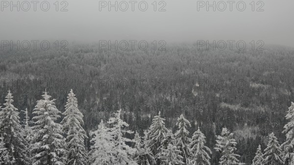 Snowy forest under grey sky with fog creating a calm and cold winter atmosphere, Fichtelgebirge, Germany