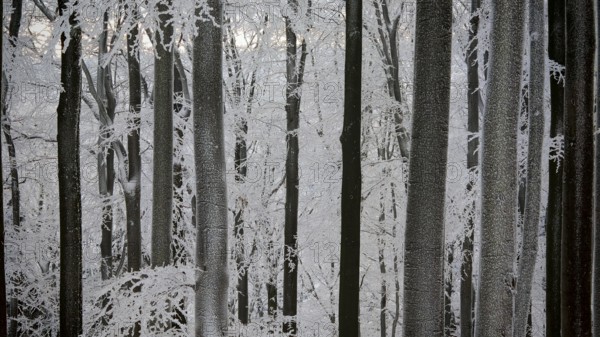 Snowy forest with dark tree trunks and quiet winter atmosphere, Fichtelgebirge, Germany