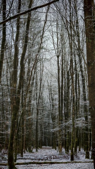 Snowy winter forest with tall, bare trees and a quiet path, Rennsteig, Frankenwald nature park Park, Germany