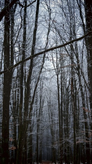 A wintery forest with snow-covered trees and a mystical atmosphere, Frankenwald nature park Park, Rennsteig, Upper Franconia