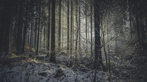 Snowy forest with rays of light breaking through the trees creates a mystical and gloomy atmosphere, Frankwenwald nature park Park, Germany