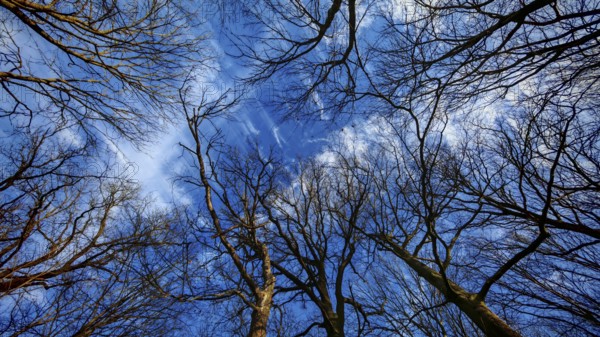 Looking up at bare treetops emerging against a clear blue sky with some clouds, Thuringian Forest, Germany