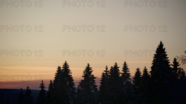 Silhouettes of trees in front of an orange sunset sky, Fichtelgebirge, Upper Franconia