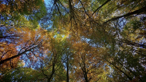 Looking up into an autumnal forest with colorful foliage and blue sky, Hainich National Park, Germany