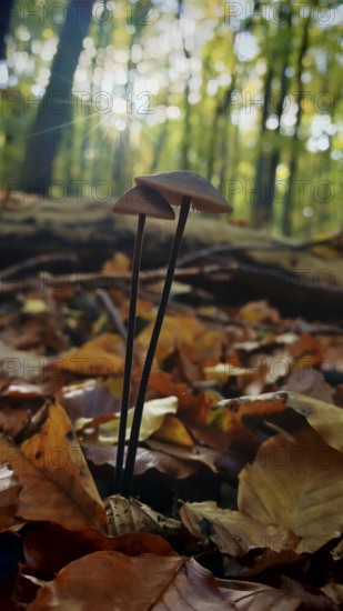 Two mushrooms grow romantically in the autumnal forest, surrounded by colorful leaves and illuminated by sunlight, Hainich National Park, Thuringia, Germany