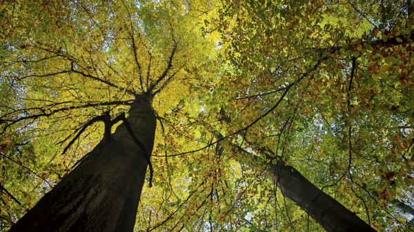 View of treetops with yellow-green leaves in autumn forest and sunlight, Hainich National Park, Germany