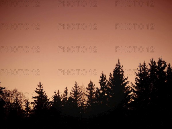 Tree crowns as silhouettes in front of a bright orange sunset sky, Frankenwald nature park Park, Germany