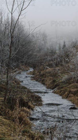 A foggy stream between bare trees and dried grass in a quiet autumn landscape, Frankenwald nature park Park, Rennsteig, Upper Franconia
