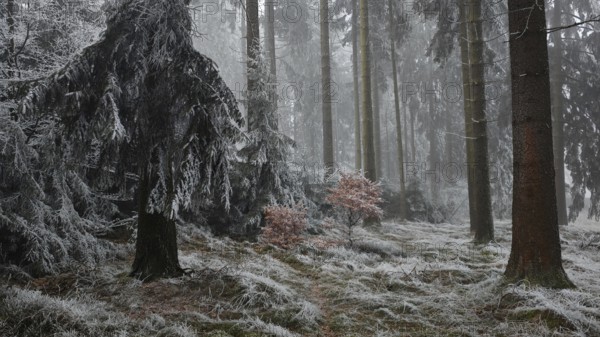 Snowy forest in fog with thick trees and quiet atmosphere, Frankenwald nature park Park, Rennsteig, Upper Franconia
