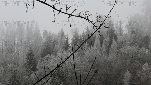 Branches in front of a foggy and frosty forest in winter, Frankenwald nature park Park, Rennsteig, Upper Franconia