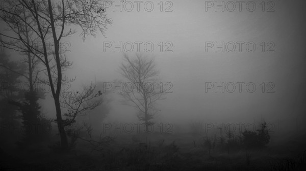 Foggy landscape with bare trees, mysterious and gloomy atmosphere in black and white, Rennsteig, Thuringia, Germany