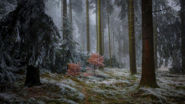 A foggy winter forest with frosty soil and quiet atmosphere, Frankenwald nature park Park, Rennsteig, Upper Franconia