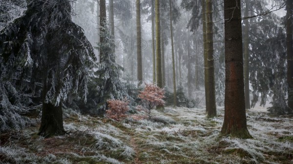 A quiet, foggy winter forest with frost-covered trees and a cool, mystical ambiance, Frankenwald nature park Park, Rennsteig, Upper Franconia