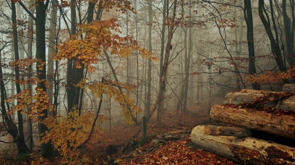 Mystical autumn forest with fog, trees and colorful foliage, Franconian Forest National Park, Upper Franconia, Germany