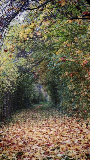 A forest trail covered with colorful autumn leaves, surrounded by autumn-colored trees and branches, Franconian Forest National Park, Germany