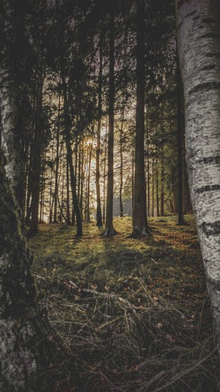 A mystical forest with tall trees through which sunlight flows and creates a peaceful atmosphere, Franconian Forest National Park, Germany