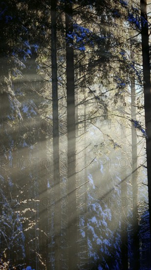 Sun rays penetrate a quiet, snowy winter forest and create a mystical atmosphere, Franconian Forest, Germany
