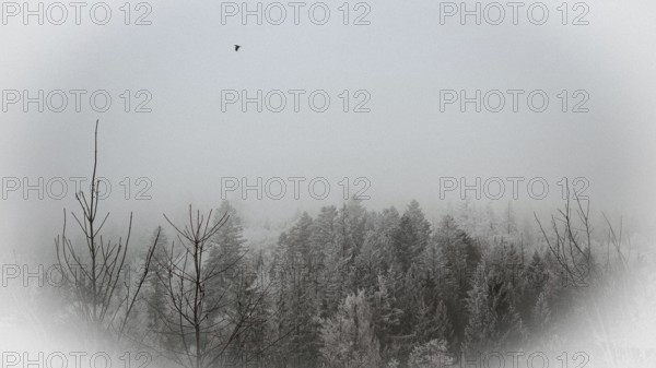 Snowy forest in fog with a flying bird, wintry and quiet atmosphere, Frankenwald nature park Park, Germany