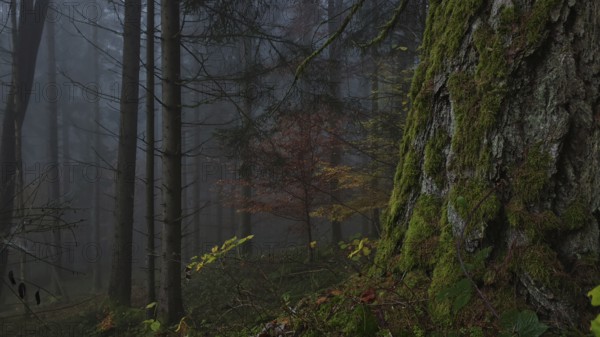 A foggy forest with moss-covered trees and autumn leaves creates a mystical and peaceful atmosphere, Frankenwald nature park Park, Germany