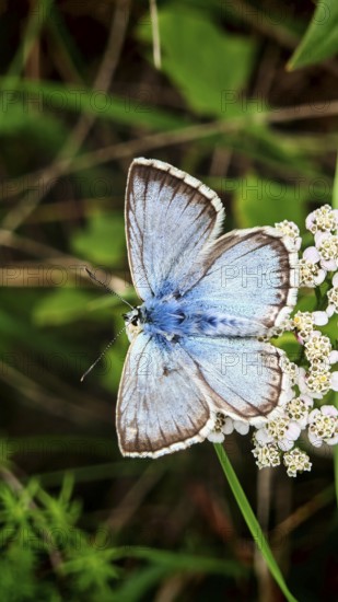 A blue butterfly (Polyommatus icarus) sitting on white flowers amidst green vegetation, Rennsteig, Franconian Forest nature park Park, Germany