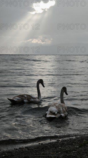 Two swans (Cygnus) swimming in calm lake under grey sky with sun rays breaking through, Lake Ohrid, North Macedonia