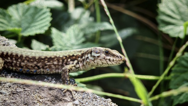 A wall lizard (podarci muralis) lies on a stone surrounded by green leaves in the sun, Prizren, Kosovo