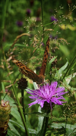 A butterfly Imperial Cloak (Argynnis paphia) sits on a purple flower amidst green grass, surrounded by summer atmosphere, Rennsteig, Franconian Forest nature park Park, Germany