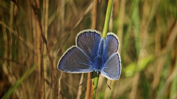 A blue butterfly (polyommatus icarus) sitting on a blade of grass in a natural environment, Rennsteig, Franconian Forest nature park Park, Germany