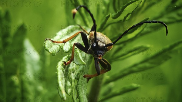Macro photograph of a neck beetle (Pseudovadonia livida) on a green leaf with impressive antennae, Rennsteig, Franconian Forest nature park Park, Germany
