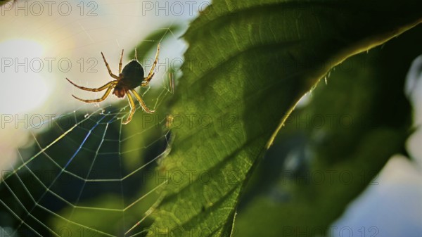 A spider in its web in front of a leaf, illuminated by the warm light of the setting sun, Frankenwald nature park Park, Germany