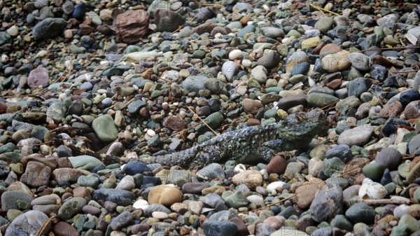 An iguana (Sceloporus malachiticus) camouflages itself between many colourful pebbles, Antalya, Turkey