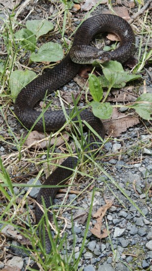 A black snake slithers across a ground covered with leaves, grass and gravel, smooth snake (Coronella Austriaca) shortly in front of moulting, Franconian Forest nature park Park, Rennsteig, Germany
