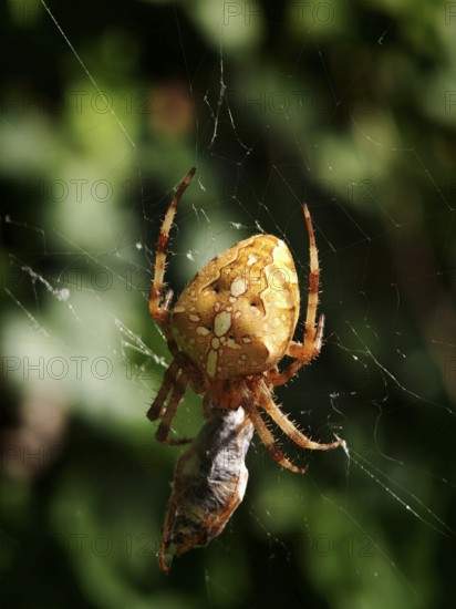 Garden cross spider (araneus diadematus) in a web with prey, yellowish-brown in the shade of the forest, Rennsteig, Franconian Forest nature park Park, Germany