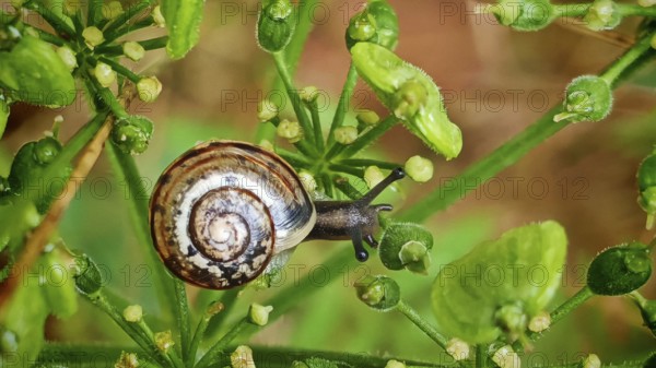 Close-up of a snail (Helicidae) on green plants, creating a peaceful nature scene, Rennsteig, Franconian Forest nature park Park, Germany