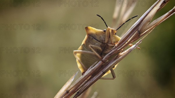 A bug (Heteroptera) sitting on a blade of grass in a natural environment, Rennsteig, Franconian Forest nature park Park, Germany