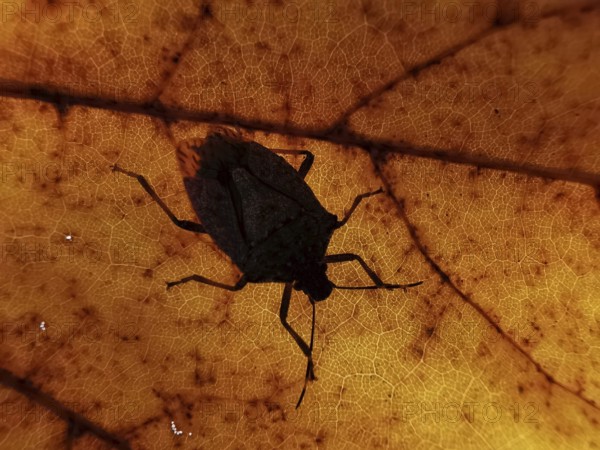 Close-up of a bug (Heteroptera) as a shadow on an orange-coloured leaf, the leaf structures are clearly visible, Berlin